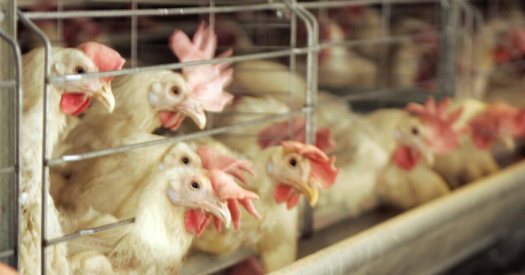 Ohio reports first human case of bird flu in poultry farm worker
