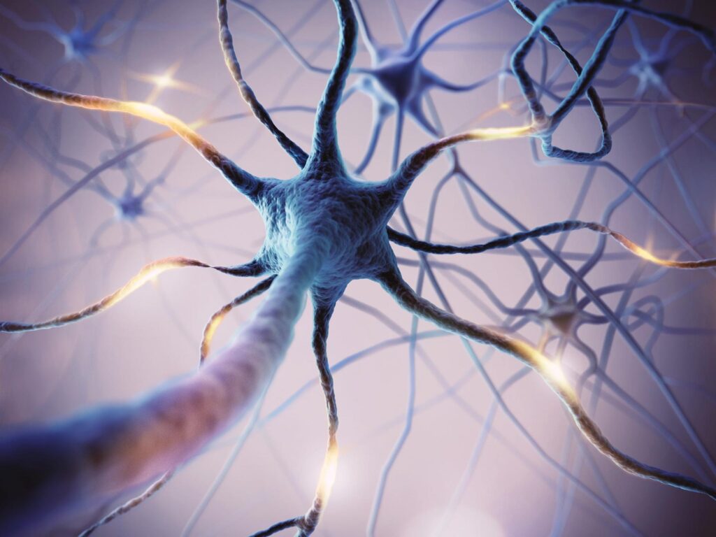 Scientists Discover Brain’s “Stop Eating” Switch