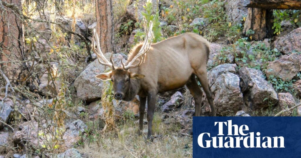‘Don’t call it zombie deer disease’: scientists warn of ‘global crisis’ as infections spread across the US | Global development