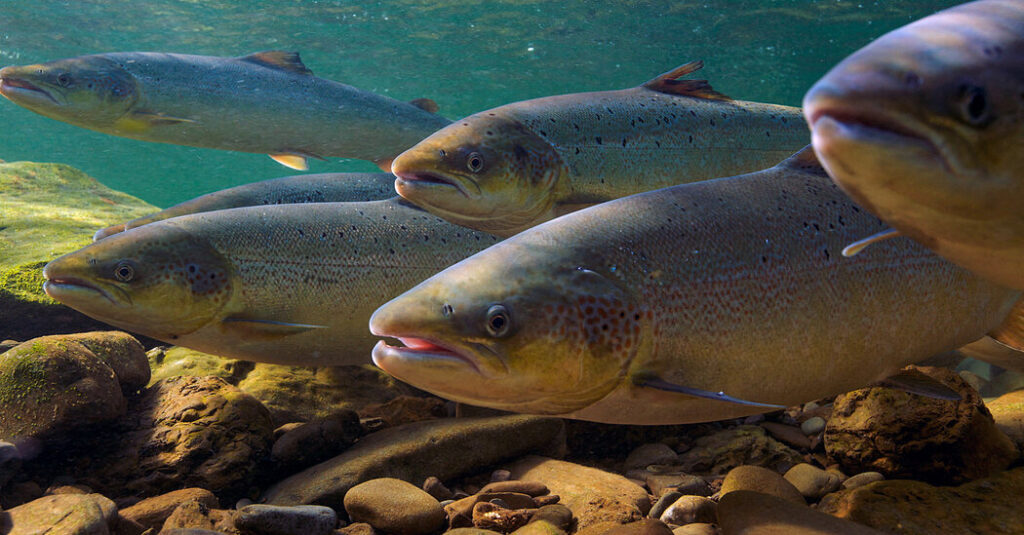 Anti-Anxiety Drugs in Water Change Salmon Behavior, Study Finds