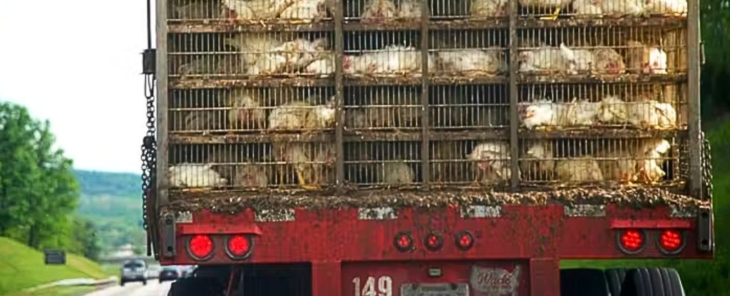Bird Flu Is Evolving Dangerously, But We Can Prevent a Disaster : ScienceAlert