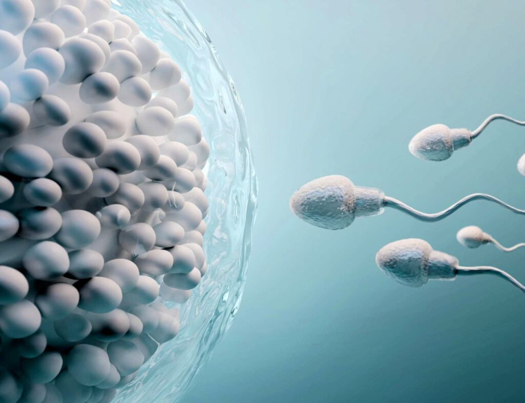 Sperm have a heat-activated switch that may be key to fertility
