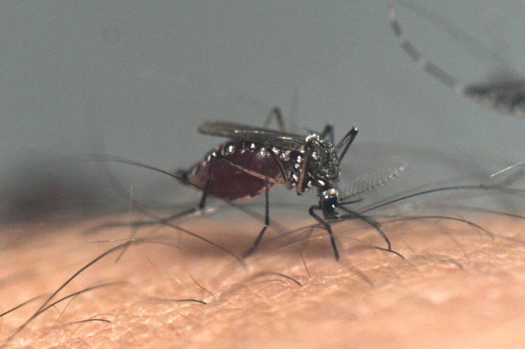 Seniors should skip the chikungunya vaccine after deadly complications, FDA warns