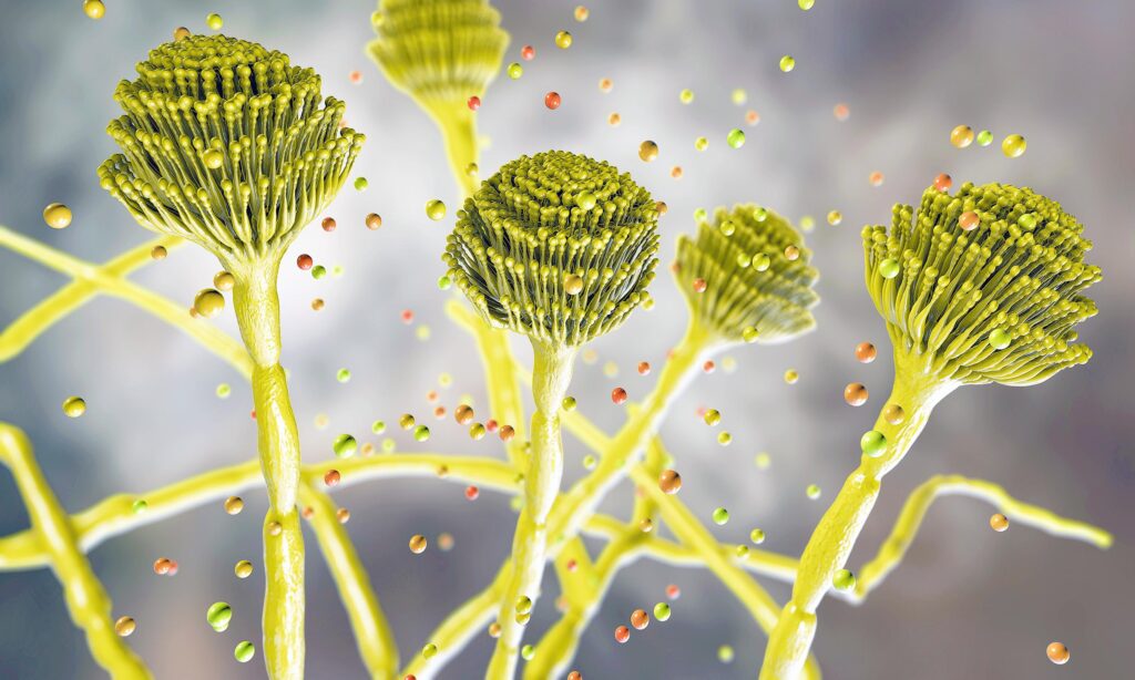 Fungus that can "eat you from the inside out" is spreading globally
