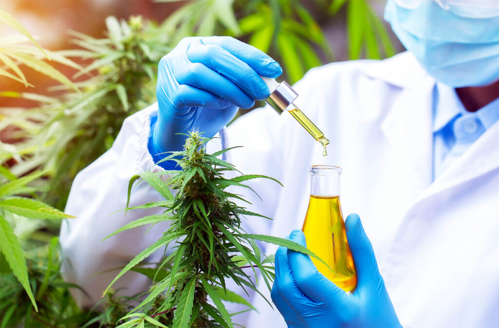 Cannabis extract proves to be highly effective at killing mosquitoes