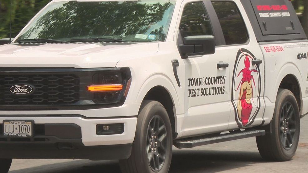 Pest control company seeing big increase in calls for rats