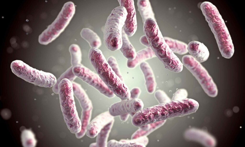 Study shows dairy products are both good and bad for gut health