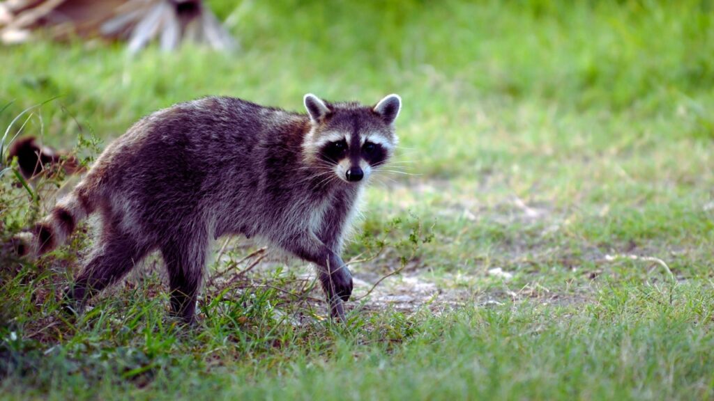Raccoon tests positive for rabies after encounter with dog in N.J. town