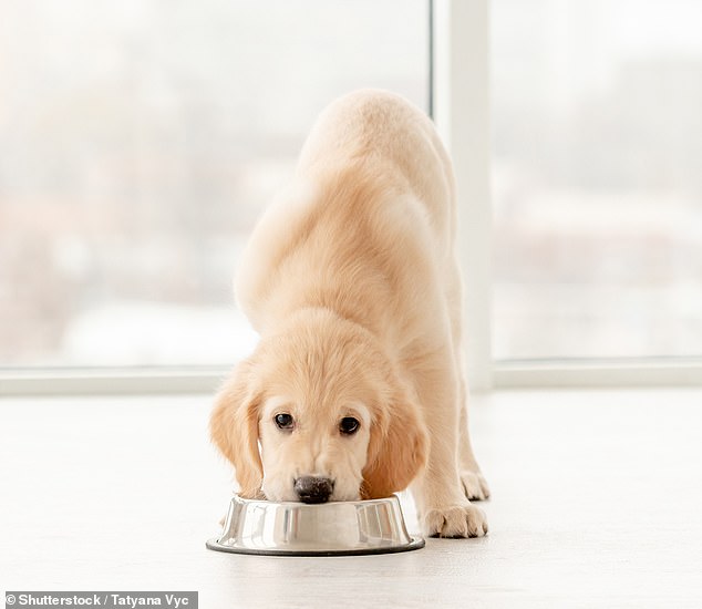 Your pet's food could pose deadly risks to everyone in your house, experts warn
