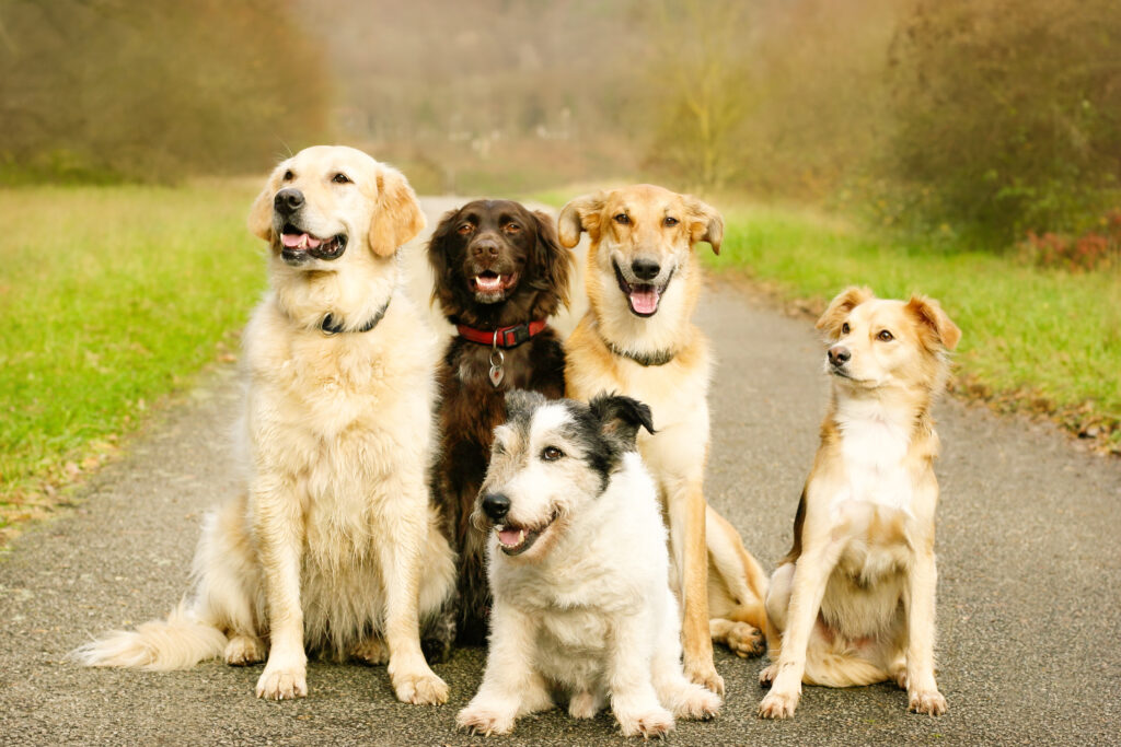 Maine officials warn dog owners after spike in potentially deadly parvovirus cases