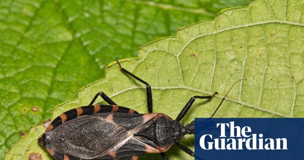 ‘Kissing bug’ disease should be treated as endemic in US, scientists say | US news