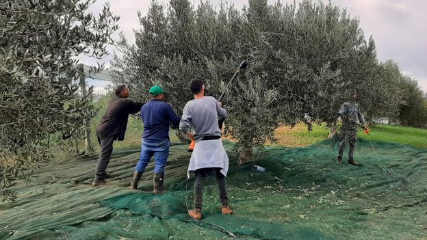 Can tourism save Italy's most delicious autumnal tradition?