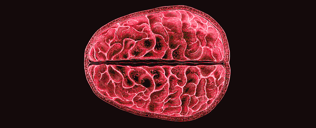 Scientists Identified Structural, Brain-Wide Changes During Menstruation : ScienceAlert