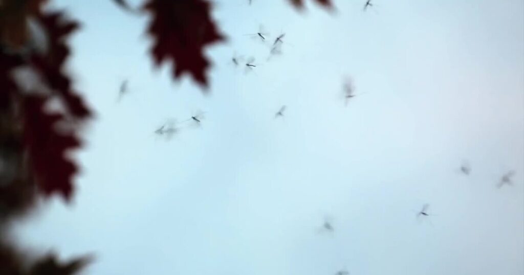 Mosquitoes are out in full force following rainfall