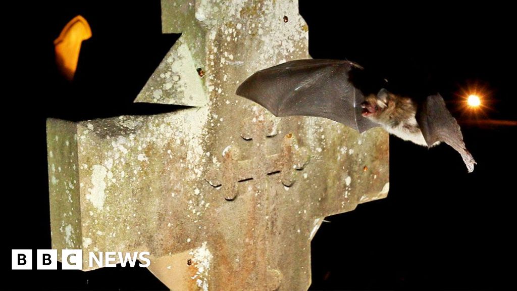 Bats are finding refuge in places of worship.