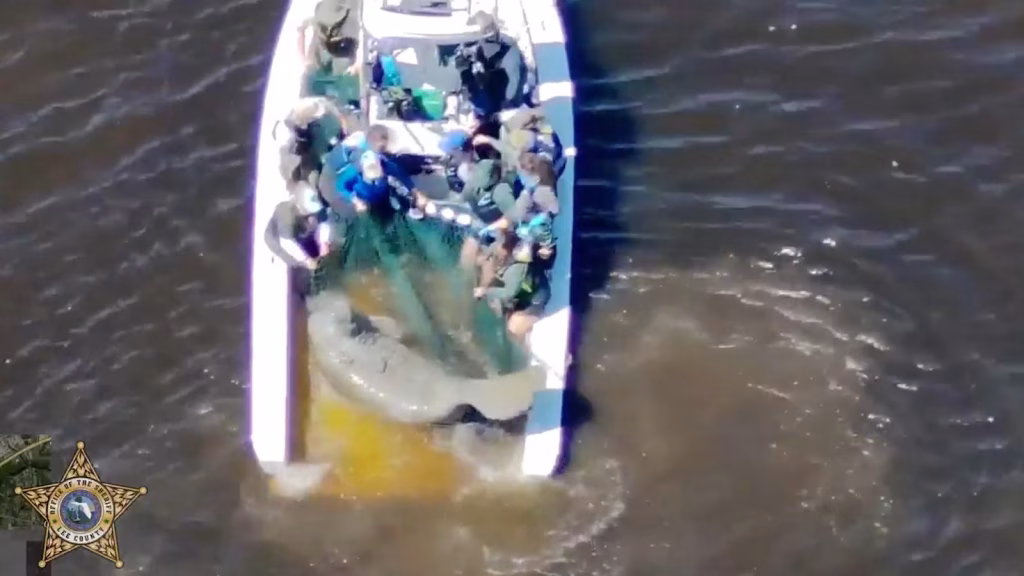 In Florida, a mother manatee and her calf are rescued and transported to SeaWorld for rehabilitation after sustaining injuries.