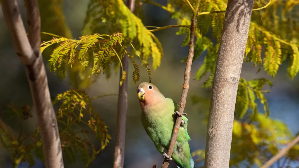 Insights Gained from Lovebirds, Unique Birds Known for Lifelong Pairing