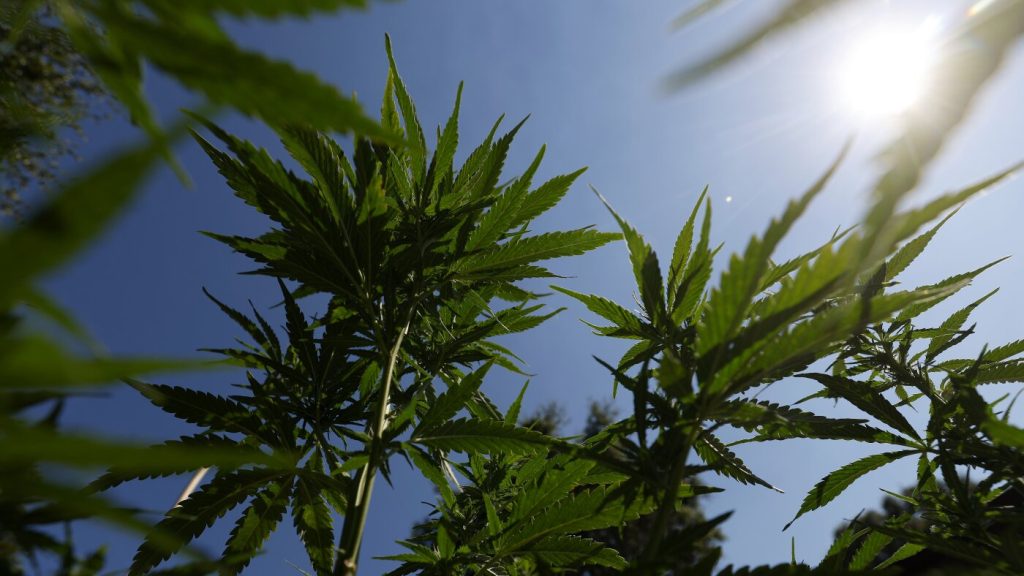 Research shows association between adolescent cannabis use and psychosis and bipolar disorders.
