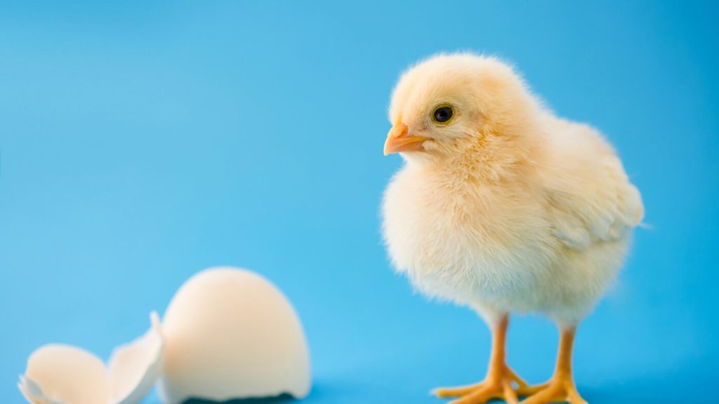 Research shows baby chicks associate specific sounds with shapes similarly to humans.