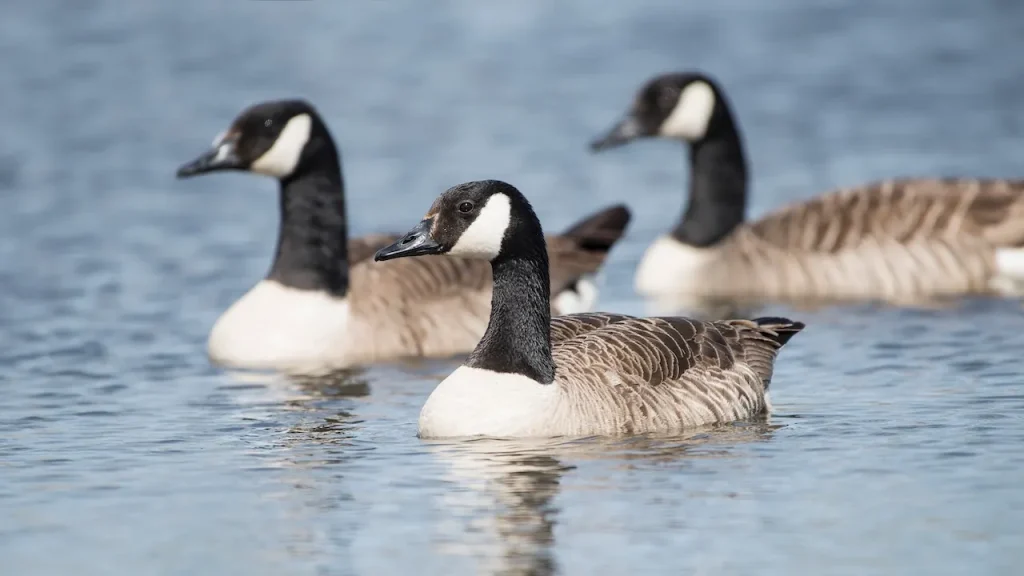 Suspected bird flu linked to the death of 1,100 geese in seven counties