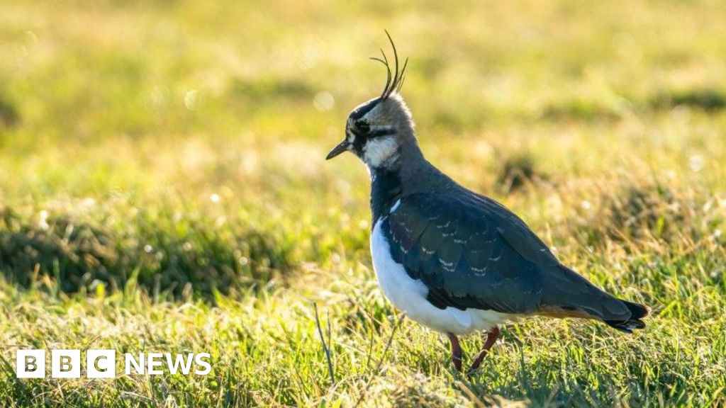 Thames barges submerged in Essex form new habitat for avian species