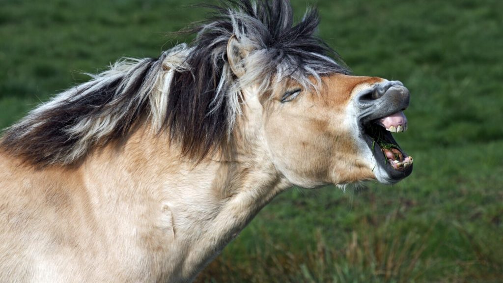 The Sounds of a Horse's Whinny Carry Deeper Meanings, Study Suggests