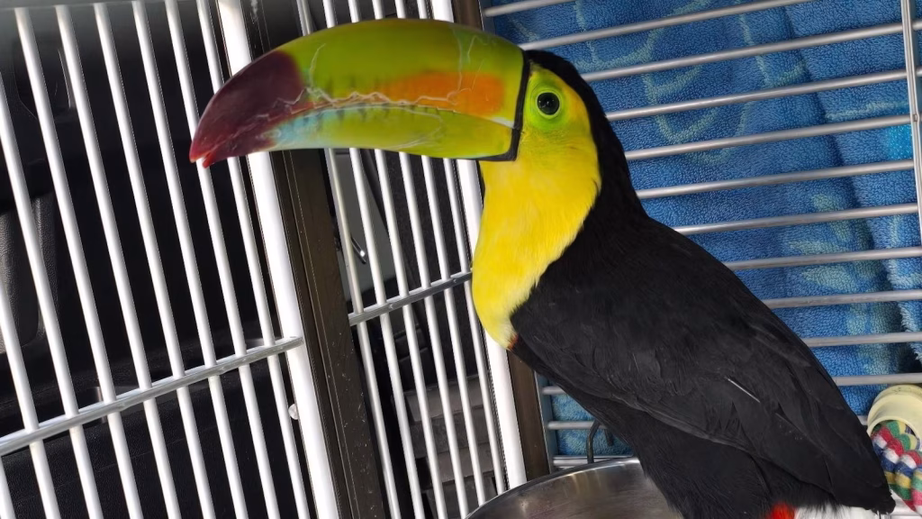 Toucan spotted in Las Vegas has been successfully rescued.