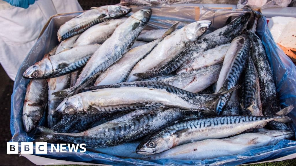Waitrose halts mackerel sales amid overfishing issues