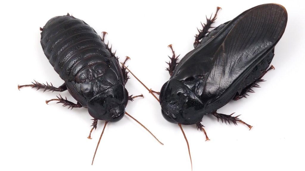Cockroaches establish lasting bonds through the consumption of their partner's wings.