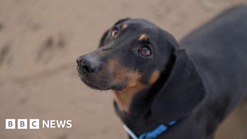 Humans and dogs formed close bonds much earlier in history than previously believed.