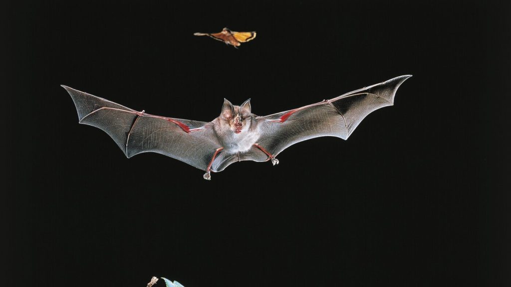 Immunizing bats may benefit human health, but implementation poses challenges.