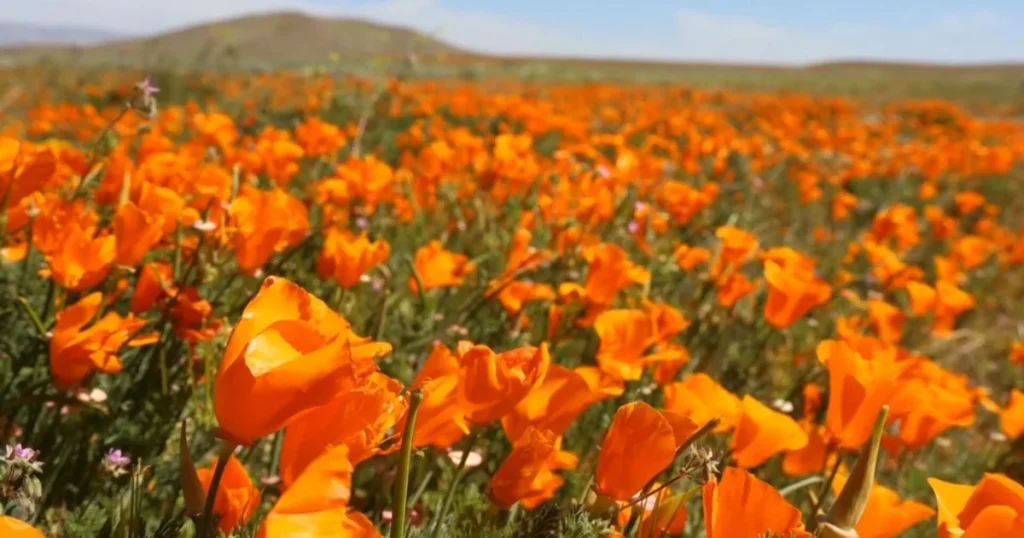 Individual plants seeds to restore areas affected by wildfires in California.