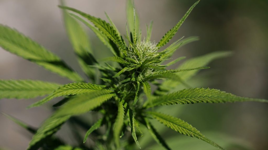 Limited evidence exists for the effectiveness of cannabis in treating mental health disorders, says NPR