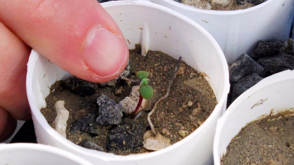 Lithium mine advances after overcoming concerns from environmentalists about endangered wildflower species.