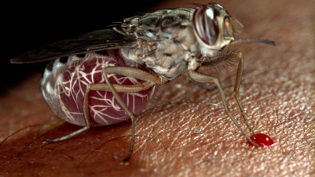 New medication shows promise in eradicating sleeping sickness.