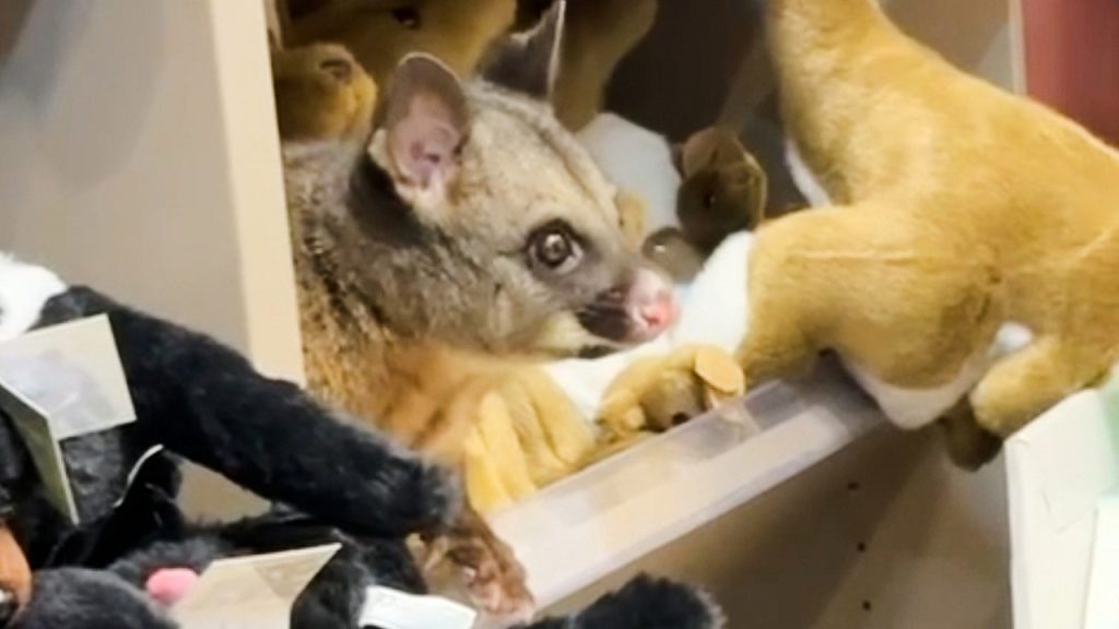 [Opossum discovered concealed among plush toys in airport souvenir store