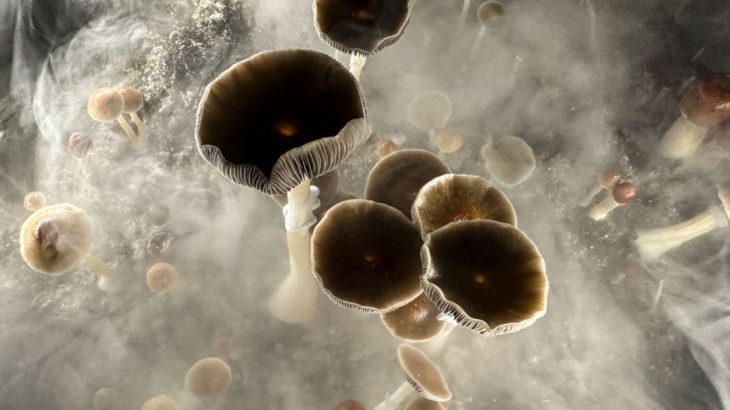Recent study suggests psilocybin could aid smoking cessation efforts.