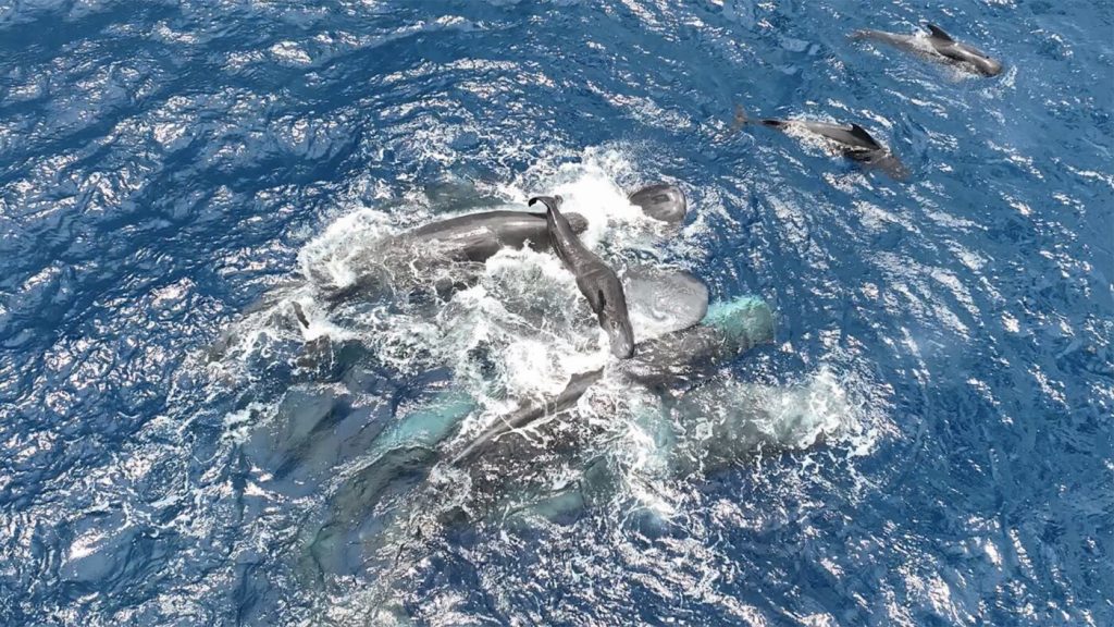 Scientists observe significant cooperation during the birth of a sperm whale.