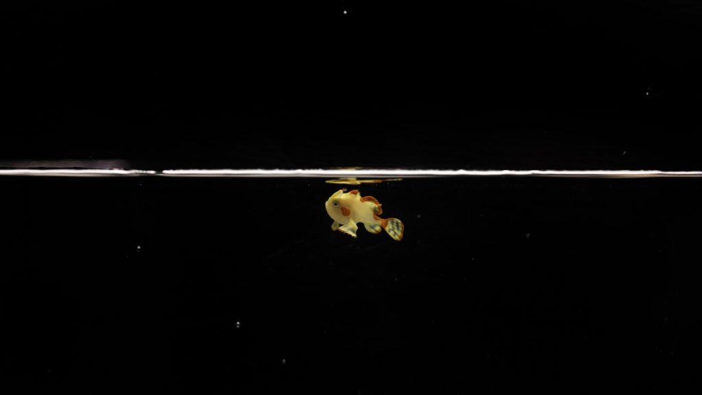 Shedd Aquarium Successfully Breeds Warty Frogfish in Controlled Environment