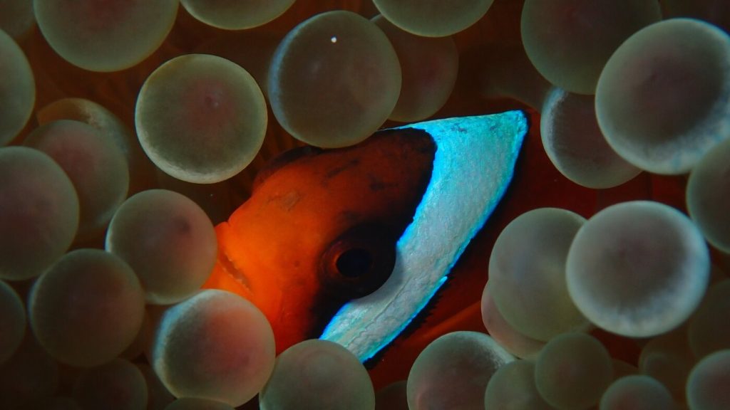 Social Influences May Lead Clownfish to Alter Their Appearance