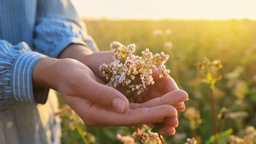 Study compares valerian root to Valium for anxiety relief, with experts cautioning about potential risks.