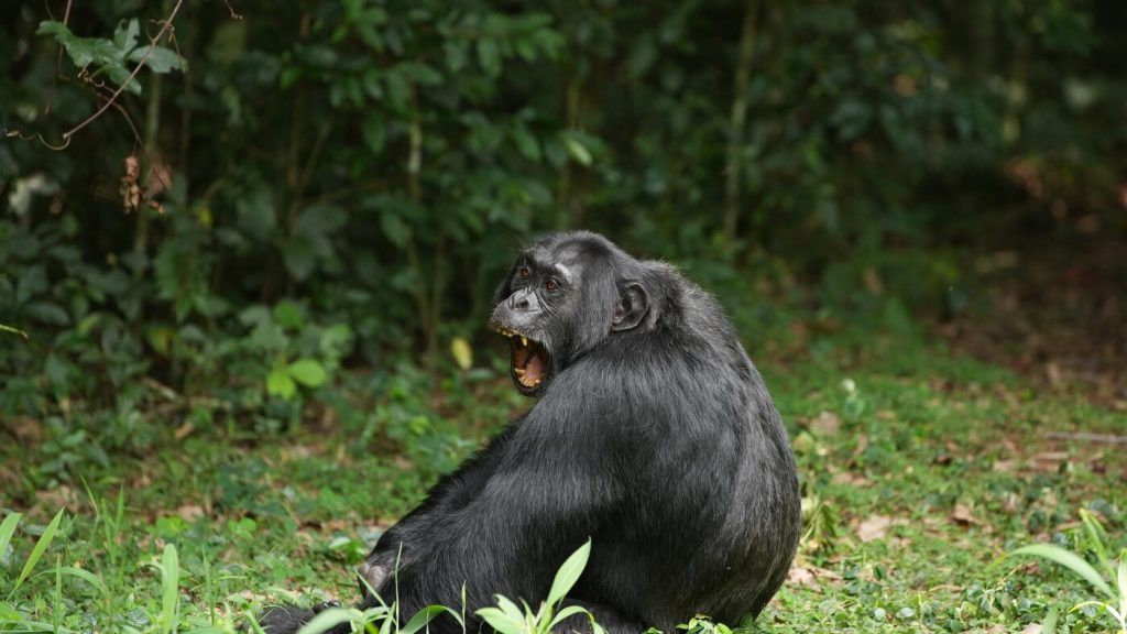 Study of chimpanzees' preference for fermented fruit offers insights into the evolutionary roots of human alcohol consumption.