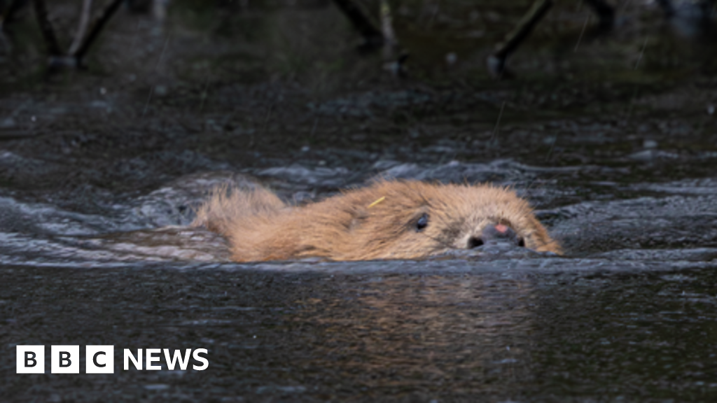 The impact of beavers on river ecosystems and flood management in Cornwall