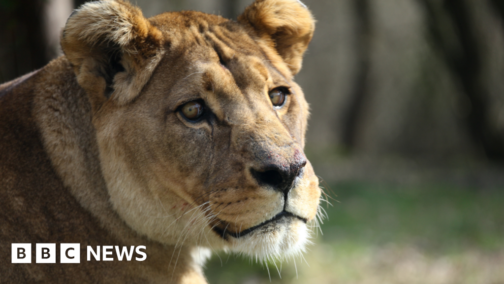 Two critically endangered lions euthanized at local zoo