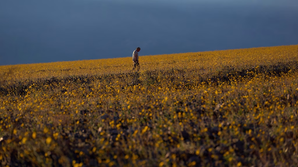 Wildflowers are emerging in North America's aridest region, yet their display may be short-lived.