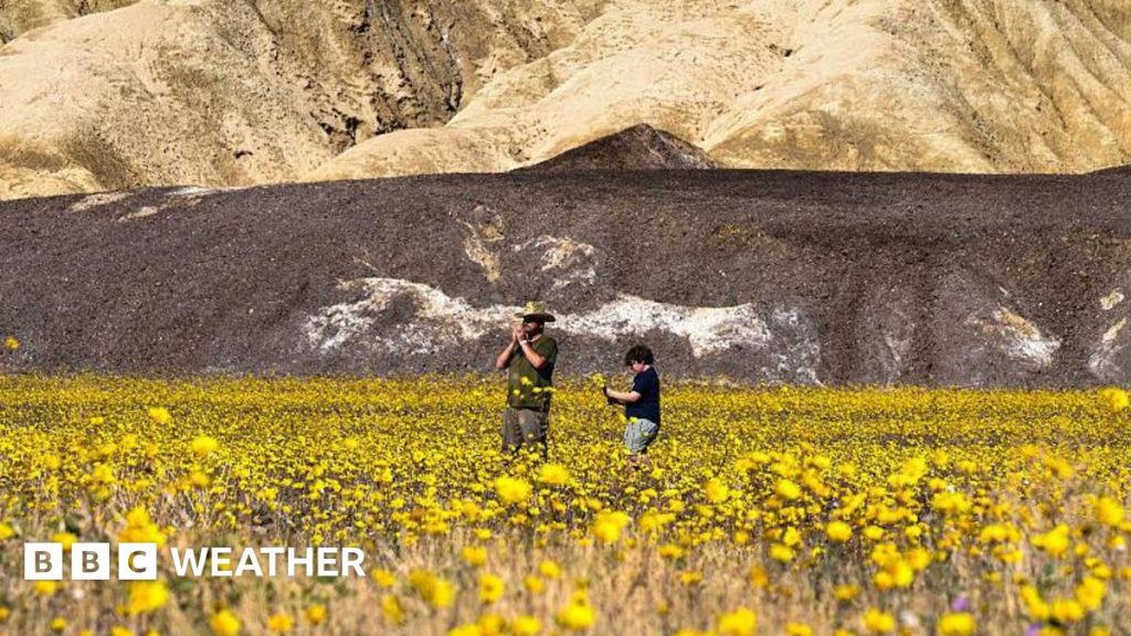[Wildflowers cover Death Valley, showcasing the most vibrant bloom since 2016.