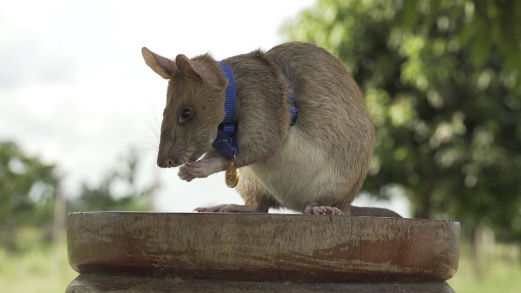 A statue honoring a heroic rat is unveiled