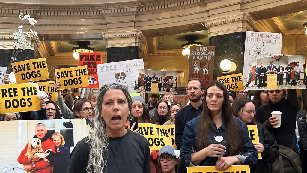 Animal rights activists gather at Wisconsin governor's office advocating for the release of beagles.