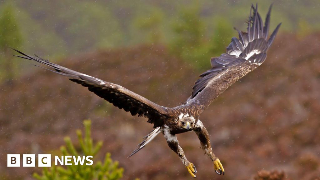 Authorities support the ongoing reintroduction of golden eagles in England
