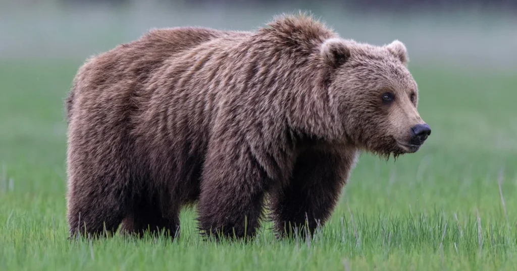 Bear injures two soldiers during training exercises at Alaskan Army base